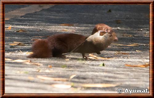 Back-striped weasel (Mustela strigidorsa)