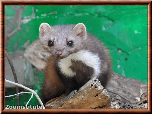 Beech marten (Martes foina)