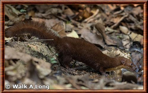 Belette a dos raye (Mustela strigidorsa)