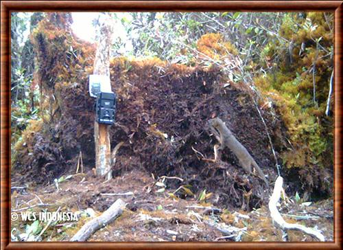 Belette d'Indonesie Gunung Leuser