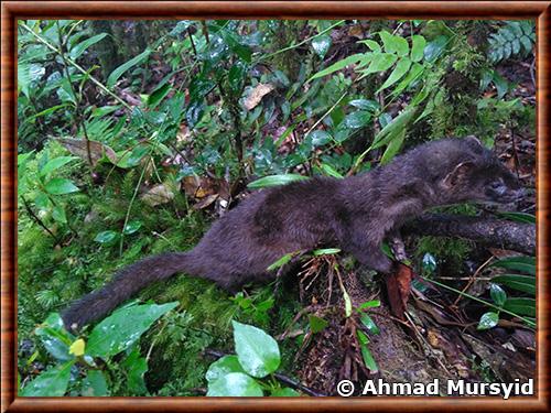 Belette d'Indonesie (Mustela lutreolina)