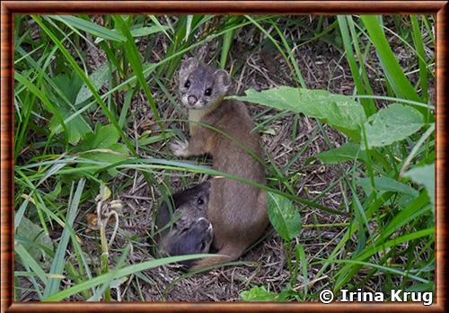 Belette de montagne juvenile