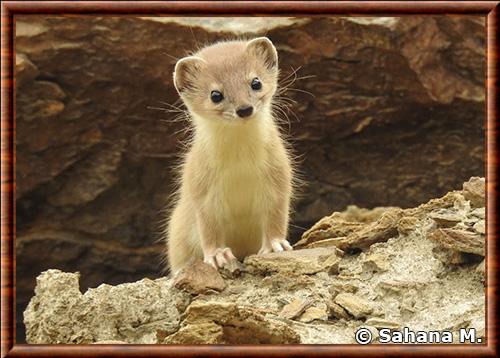 Belette de montagne portrait