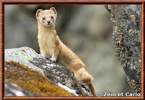 Belette de montagne (Mustela altaica)