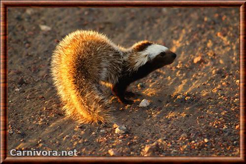 Belette de Patagonie (Lyncodon patagonicus)