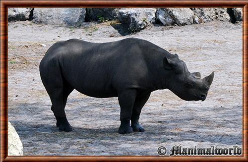 Black rhinoceros (Diceros bicornis)