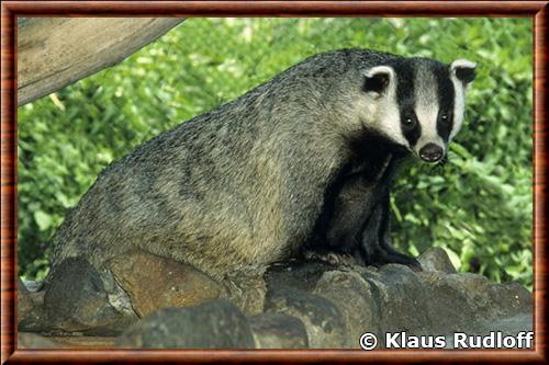 Blaireau d'Asie zoo de Leningrad