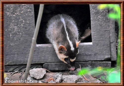 Blaireau-furet a grandes dents