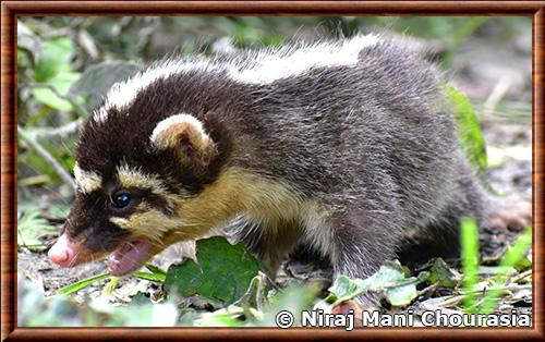 Blaireau-furet a petites dents