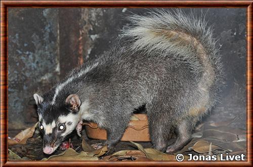 Blaireau-furet de Birmanie (Melogale personata)