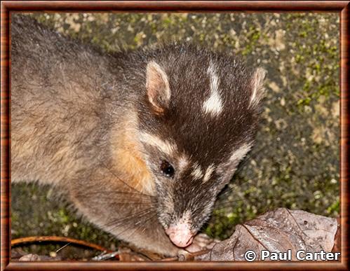 Blaireau-furet de Chine gros plan