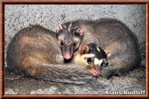 Blaireau-furet de Chine zoo de Prague