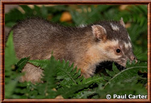 Blaireau-furet de Chine (Melogale moschata)