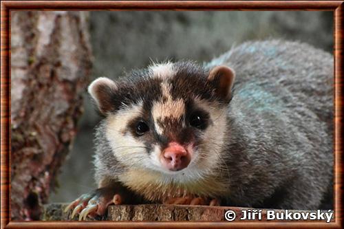 Blaireau-furet de Java portrait