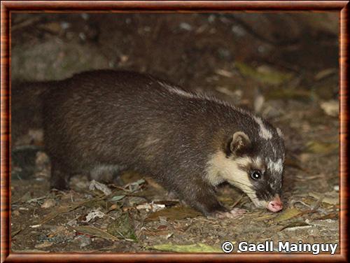 Blaireau-furet de Java (Melogale orientalis)