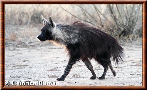 Brown hyena (Parahyaena brunnea)