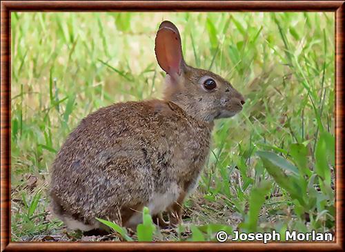 Brush rabbit (Sylvilagus bachmani)