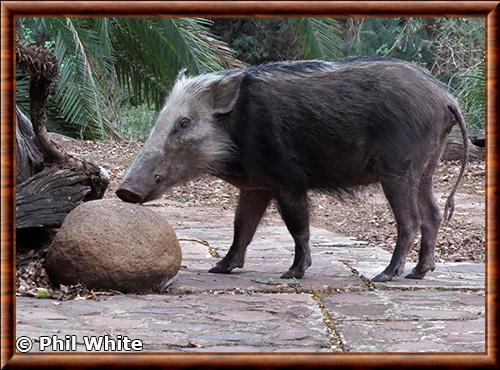 Bushpig (Potamochoerus larvatus)