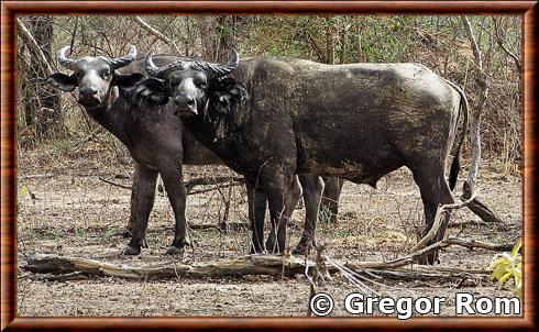 Buffle de savane de l'Ouest (Syncerus caffer brachyceros)