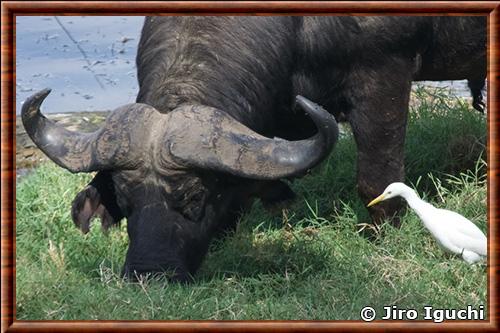 Buffle du Cap gros plan