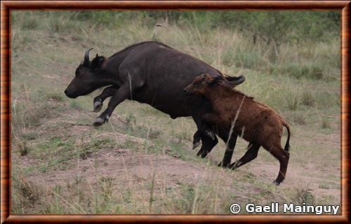 Buffle du Cap juvenile