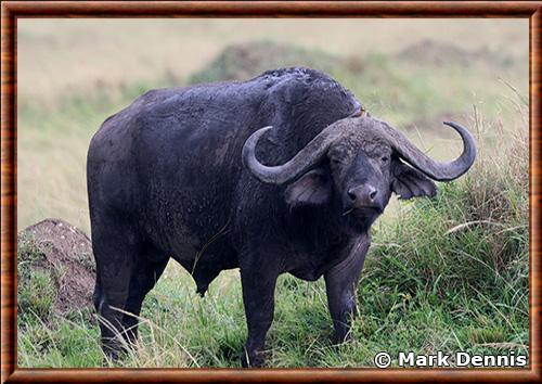 Buffle du Cap Masai Mara