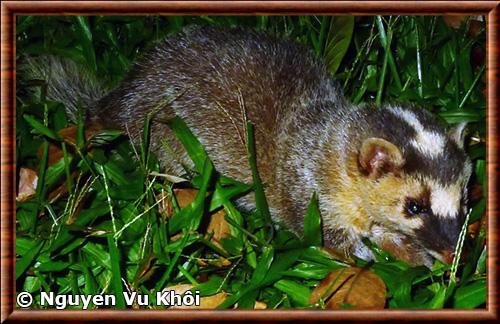 Burmese ferret-badger (Melogale personata)