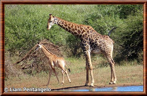 Cape Giraffe (Giraffa giraffa giraffa)