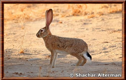 Cape Hare (Lepus capensis)