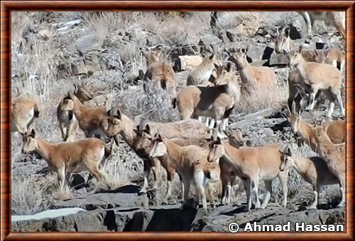 Capra aegagrus chialtanensis