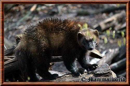 Carcajou parc animalier Sainte-Croix