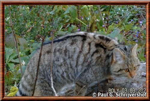 Caucasian wildcat (Felis silvestris caucasica)