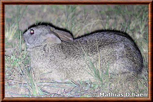 Central African rabbit (Poelagus marjorita)