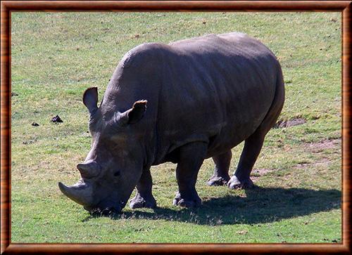 Rhinoceros blanc du Nord (Ceratotherium simum cottoni)