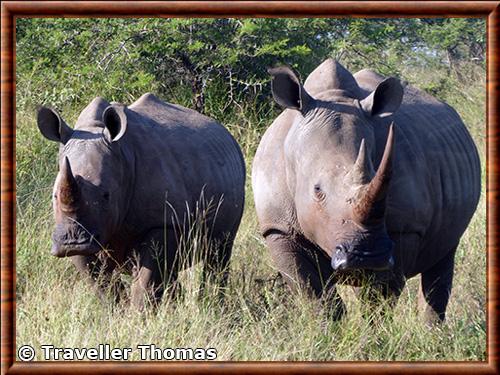 Rhinoceros blanc du Sud (Ceratotherium simum simum)