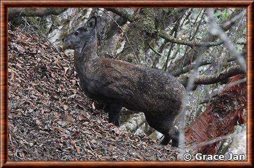 Cerf porte-musc