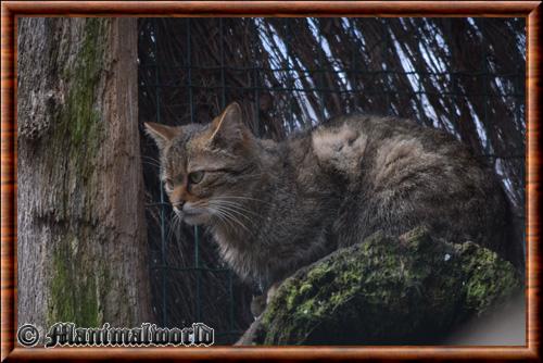 Chat forestier (Felis silvestris silvestris)