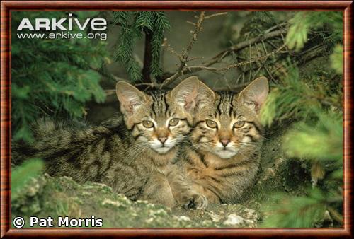 Chat forestier femelle et chaton