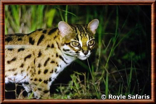 Chat leopard de la Sonde portrait