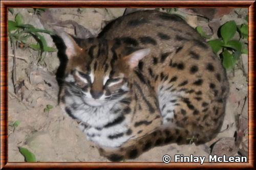 Chat leopard de la Sonde Sabah