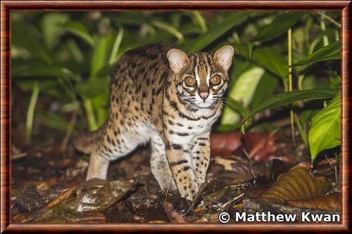 Chat leopard de la Sonde (Prionailurus javanensis)