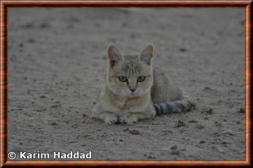 Chat sauvage d'Afrique (Felis lybica)