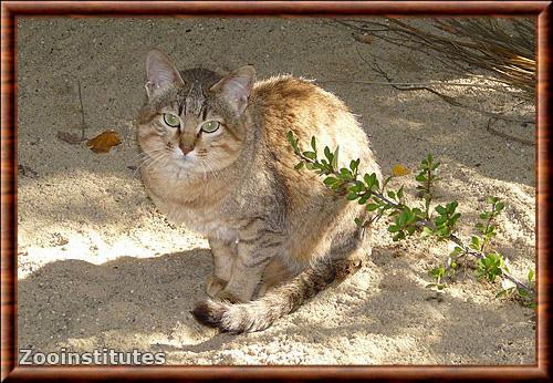 Chat sauvage d'Arabie (Felis lybica lybica)