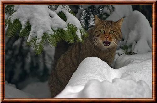 Chat sauvage du Caucase dans la neige