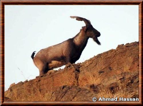 Chèvre sauvage de Chiltan (Capra aegagrus chialtanensis)