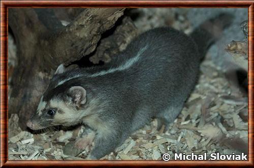 Chinese ferret-badger (Melogale moschata)