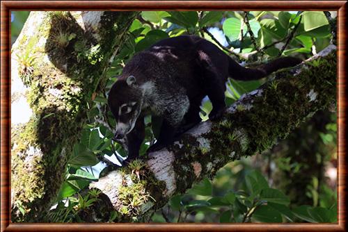 Coati a nez blanc (Nasua narica)