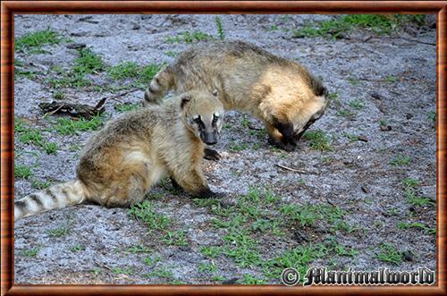 Coati commun (Nasua nasua)