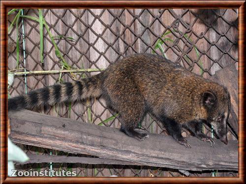 Coati des montagnes de l'ouest (Nasuella olivacea)