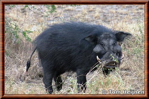 Cochon forestier geant